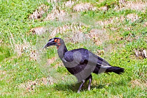 The southern ground hornbill