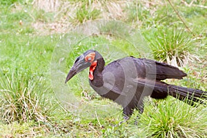 The southern ground hornbill