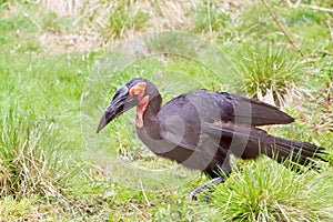 The southern ground hornbill