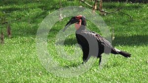 The southern ground hornbill bird