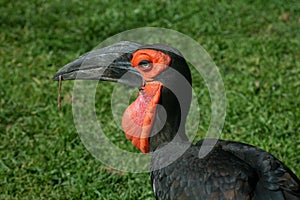 The southern ground hornbill bird