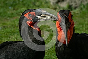 The southern ground hornbill bird