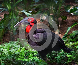 Southern ground hornbill bird