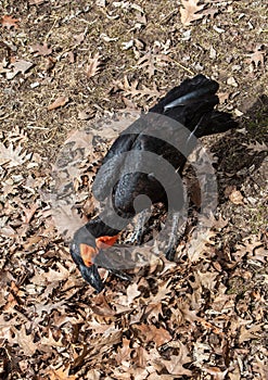 Southern Ground Hornbill Bird - Bucorvus leadbeateri from Sub-Saharan Southern regions of Africa