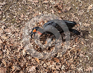 Southern Ground Hornbill Bird - Bucorvus leadbeateri from Sub-Saharan Southern regions of Africa