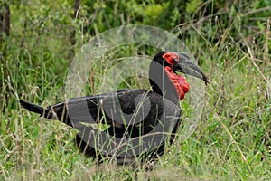 Southern ground hornbill bird eating a scorpio in Kruger Park in South Africa