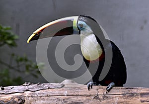 Southern Ground Hornbill