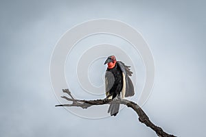 Southern ground hornbill on a branch.