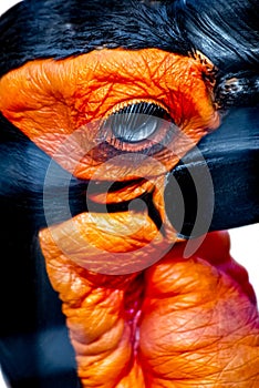 Southern ground hornbill Bucorvus cafer bird head close-up on white background