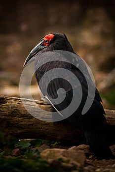 Southern ground hornbill, Bucorvus leadbeateri