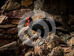 Southern ground hornbill, Bucorvus leadbeateri