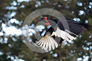 Southern ground hornbill bucorvus leadbeateri