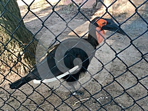 Southern Ground Hornbill Bucorvus leadbeateri