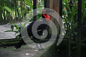 Southern Ground-hornbill, Bucorvus leadbeateri