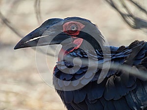 Southern Ground-Hornbill - Bucorvus leadbeateri