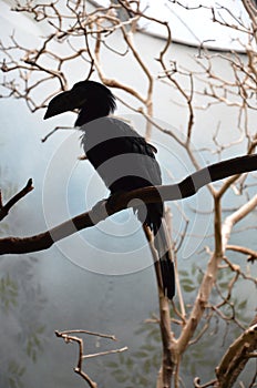 Southern ground hornbill Bucorvus leadbeateri