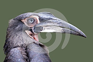 southern ground hornbill Bucorvus leadbeateri