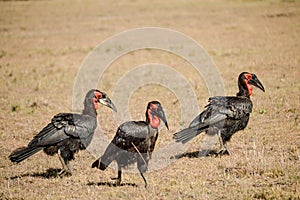 Southern Ground-Hornbill  Bucorvus leadbeateri