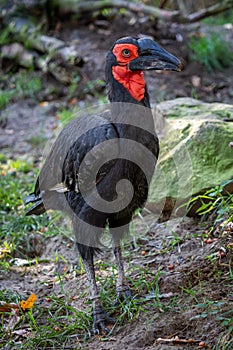 Southern Ground Hornbill Bucorvus Leadbeateri