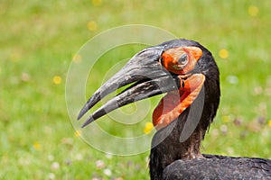 Southern Ground hornbill (Bucorvus leadbeateri)