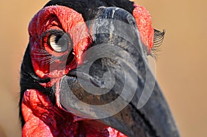 Southern ground hornbill (Bucorvus leadbeateri)