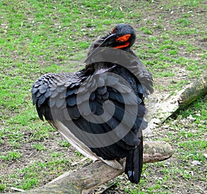 Southern ground hornbill (Bucorvus leadbeateri)