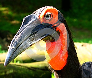 Southern ground hornbill (Bucorvus leadbeateri)