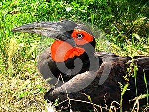 Southern ground hornbill (Bucorvus leadbeateri)