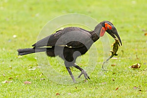 Southern Ground hornbill (Bucorvus leadbeateri)