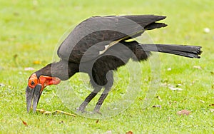 Southern Ground hornbill (Bucorvus leadbeateri)