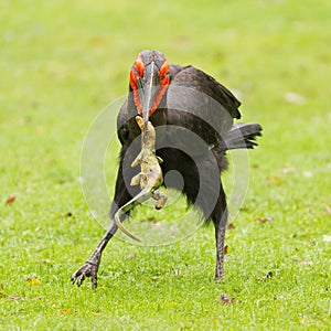 Southern Ground hornbill (Bucorvus leadbeateri)