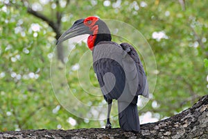 Southern ground hornbill (Bucorvus leadbeateri)