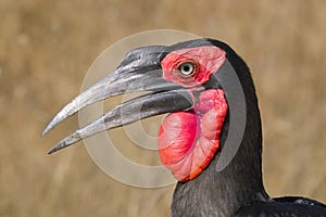 Southern Ground Hornbill (Bucorvus leadbeateri)