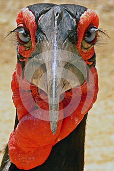 Southern Ground Hornbill (Bucorvus leadbeateri)