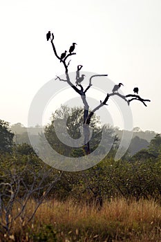 Southern ground hornbill (Bucorvus leadbeateri)