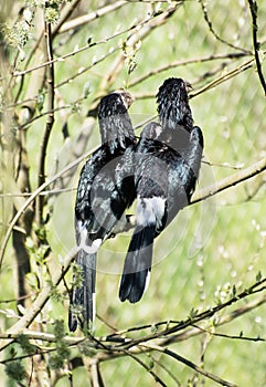 Southern ground hornbill (Bucorvus leadbeateri)