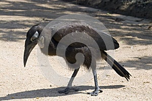 Southern ground hornbill (Bucorvus leadbeateri)