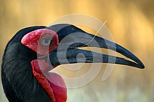 Southern Ground Hornbill (Bucorvus leadbeateri)