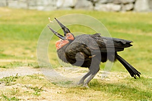 Southern ground hornbill, Bucorvus leadbeateri