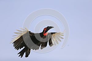 Southern Ground Hornbill (Bucorvus leadbeateri)