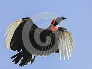 Southern Ground Hornbill (Bucorvus leadbeateri)