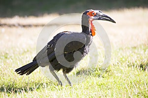 Southern ground hornbill, Bucorvus leadbeateri