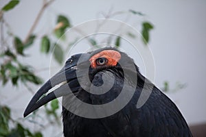 Southern ground hornbill (Bucorvus leadbeateri).