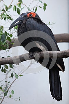 Southern ground hornbill (Bucorvus leadbeateri).