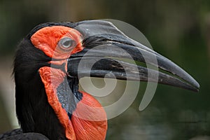 Southern ground hornbill Bucorvus leadbeateri