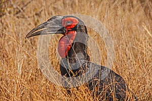 Southern Ground Hornbill Bucorvus leadbeateri