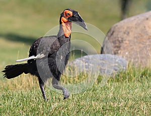 Southern Ground Hornbill Bucorvus Leadbeateri Africa