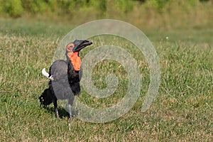 Southern Ground Hornbill Bucorvus Leadbeateri Africa Worm