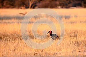 The southern ground hornbill Bucorvus leadbeateri or Bucorvus cafer sitting on the savanna.Big hornbill sits on the ground in