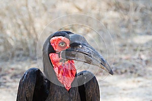 Southern ground hornbill Bucorvus leadbeateri closeup head portrait with vehicle reflection in eye